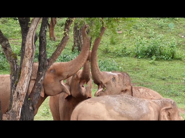 Elephant Herd Adventures - ElephantNews