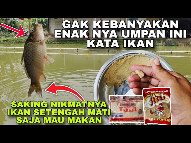 PARAH ...‼️ UMPAN INI BUKAN HANYA UNTUK IKAN HIDUP SAJA ... IKAN SETENGAH MATI SAYA MAU MAKAN