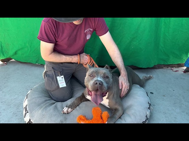 A5494144 Cranberry | Pit Bull