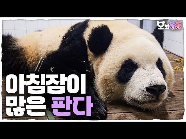 [Owadungdung] ep.30: “5 More Minutes...” Rui & Hui’s Morning 🐾 + Beauty Model Le Bao💄│ Panda World