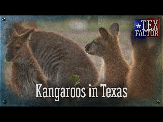 The Tex Factor: Kangaroos in Texas