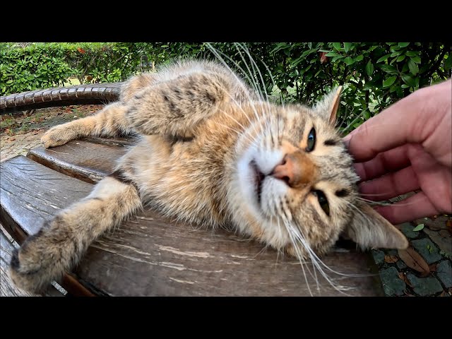 Stray Cat is Acting Like a Tiny Baby