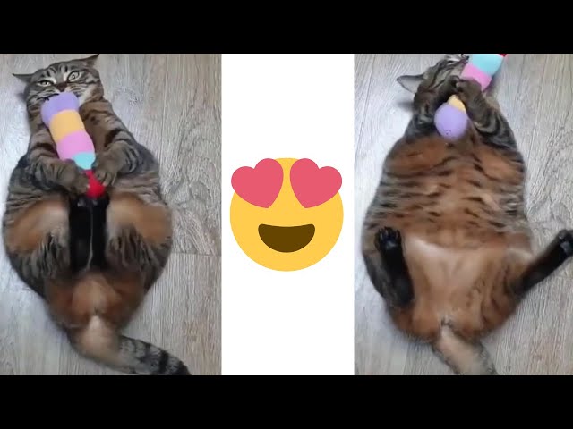 Who loves fat cats 😍 Funny and cute Animals Compilation 2019 (part 2)