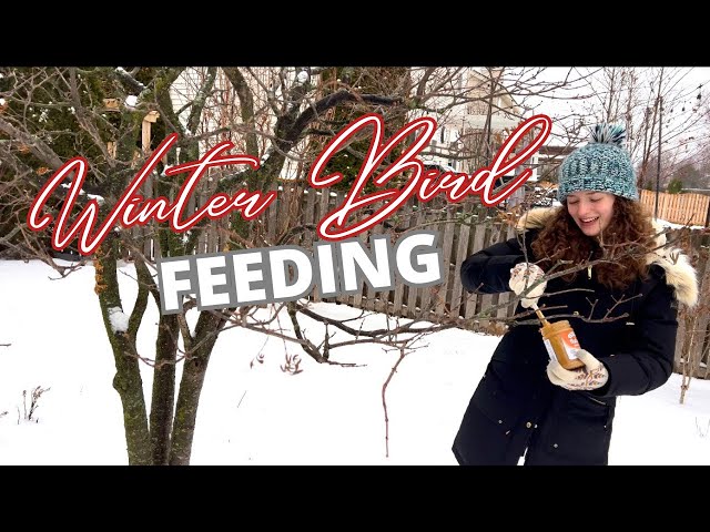 Winter Bird Feeding and a Grateful Mom Moment