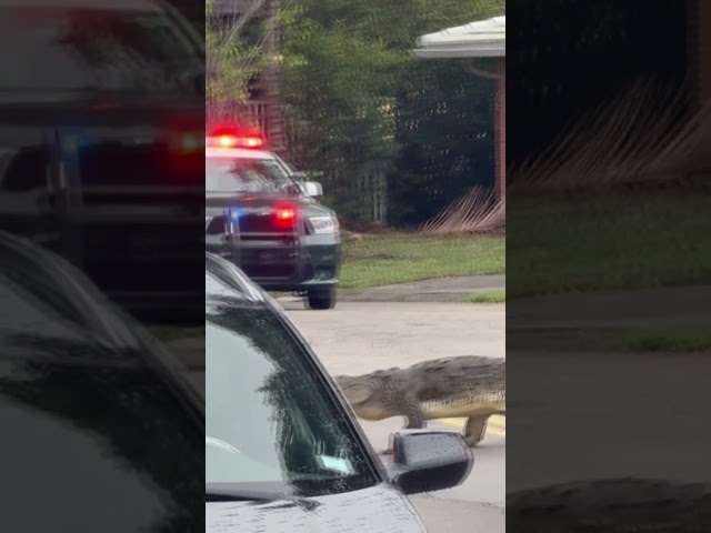 Massive crocodile crosses South Florida roadway