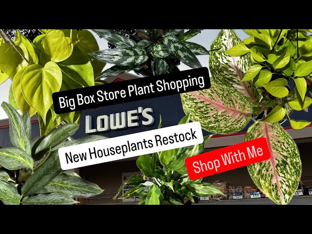 Big Box Store Plant Shopping Lowe's NEW Houseplants Easy Care Plants Budget Friendly Prices Haul