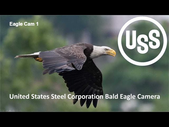 U. S. Steel Bald Eagle Camera Live view cam 1 - Great view of the nest