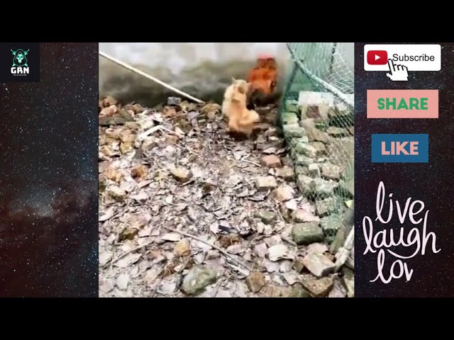 Chicken VS Dog- Funny Dog Fight Videos