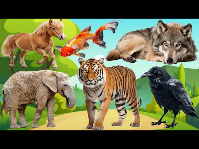 Love The Life Of Cute Animals Around Us: Antelope, Boar, Tiger, Turtle, Llama, Ladybug, Elephant,...