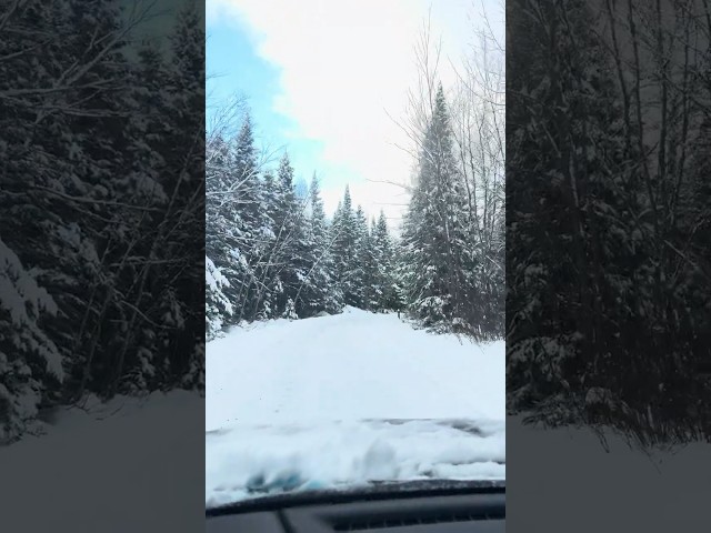 What Happens When You Drive in the White Forest During a Blizzard?