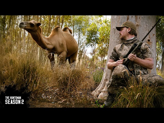 Camel hunt & meat harvest | Outback bush adventure