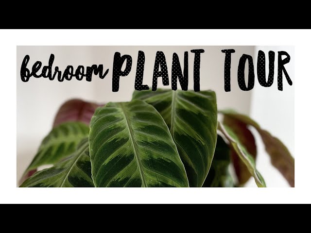 My Bedroom Plant Tour