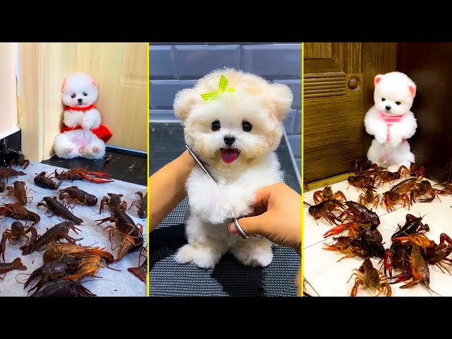 Cute Pomeranian Puppies Doing Funny Things #3 | Cute and Funny Dogs 2025