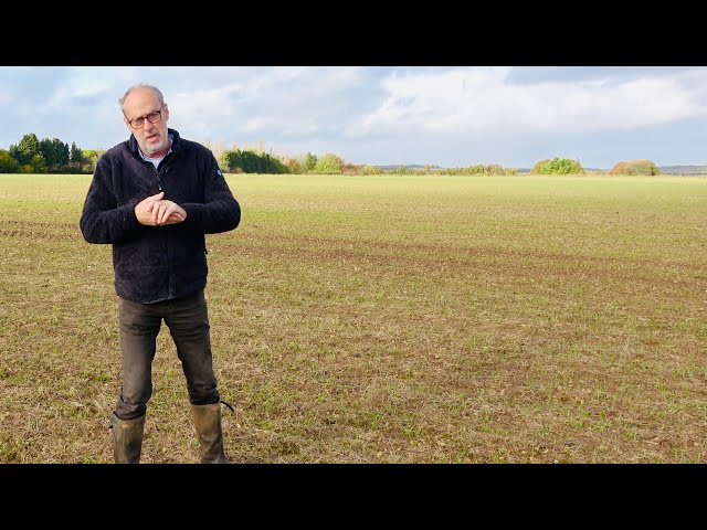 After almost continuous rain, how does the wheat look & Red Tractor nonsense