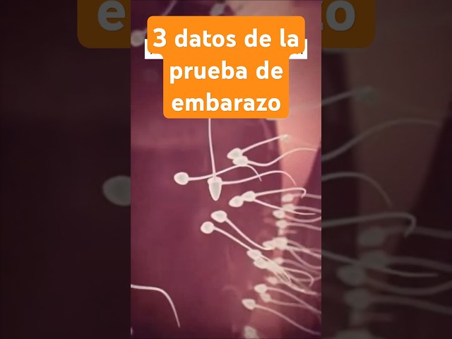 3 Datos de la prueba de embarazo: ¿A los cuantos dias es valida? ¿requiere ayuno? ¿sangre u orina?