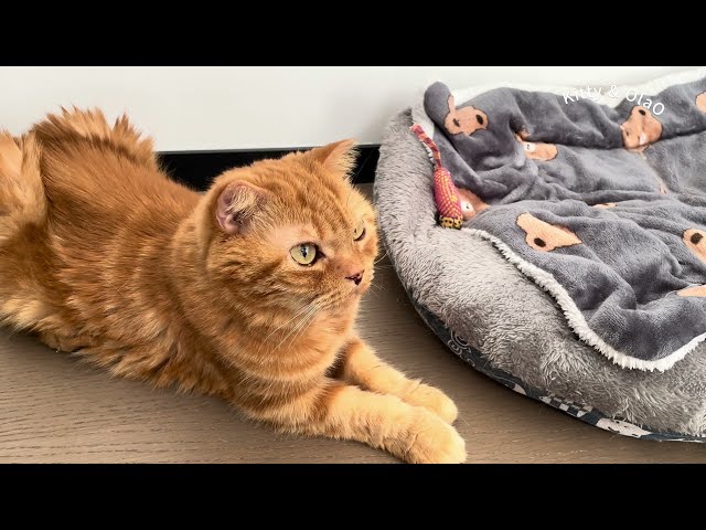 Relax with Ginger Tabby, Cozy Music & Stress Relief | Perfect Background for Calm Moments 🎶🐱