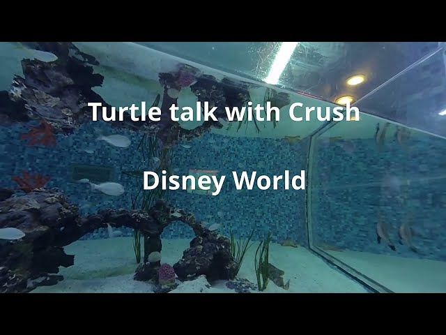 Turtle Talk with Crush at Disney World