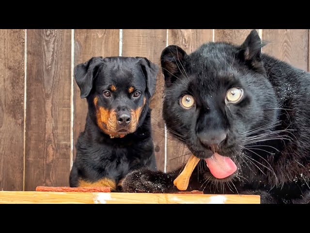 Luna the panther and Venza face a serious choice 🙈(ENG SUB)