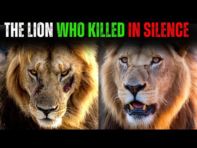 The Most Lethal and Silent Lion of the Mapogo Coalition: Complete Story