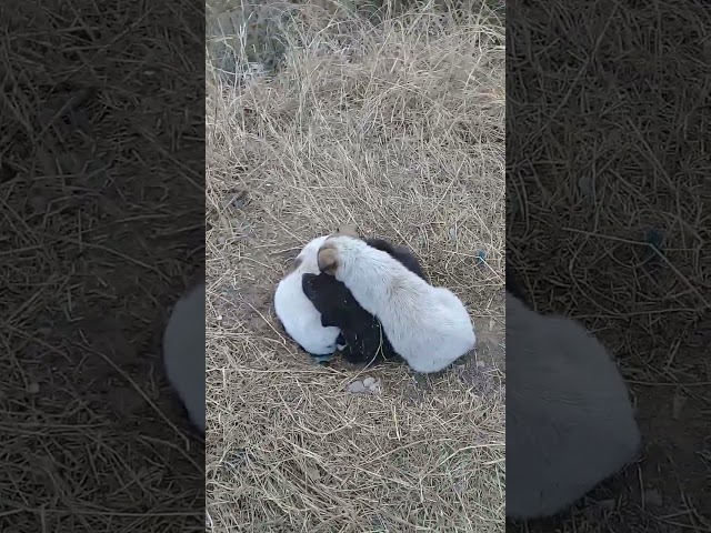 New Born Stray puppies relaxing in early morning | Autumn | Mountain Village | Nature Buddies #viral