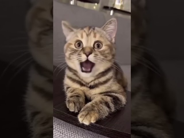 Singing cat😺 #cat #aicat  #ai #cute