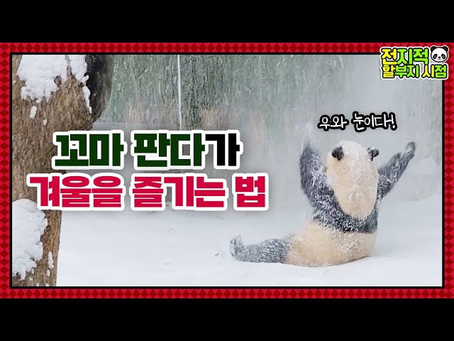 (SUB) Baby Panda Is Bombarded With Snow And Excited After Touching Snowy Tree│Panda Family🐼