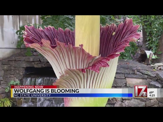 What's that smell?! NC State's corpse flower blooms, awes visitors with beauty and 'stinky' smell