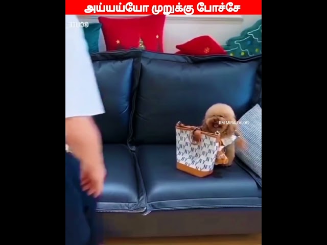 😂🐕🐈mummy...என்ன அவங்க கூப்ட்ராங்க... 😂🐕🐈#comedyvideos#viral #trending #funnyanimal #videos