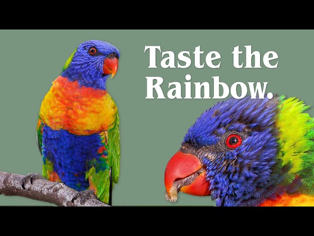 Rainbow Lorikeets