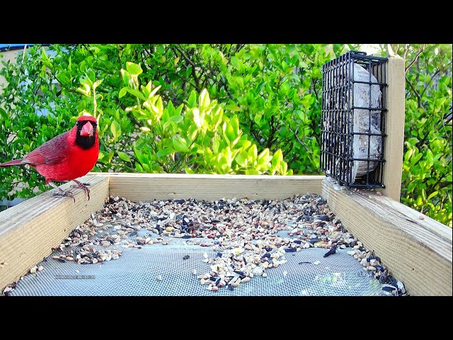 Male Northern cardinal Up-Close 4K