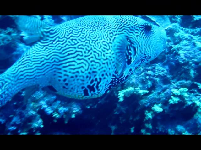 Scuba Diving in the Maldives