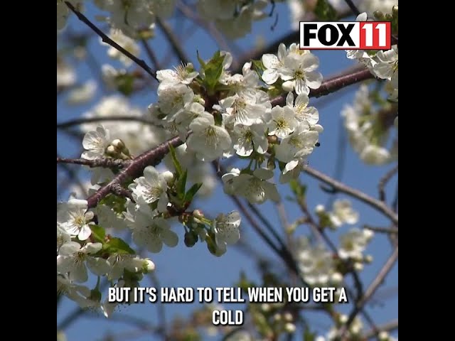 Cherry blossoms blooming in Door County