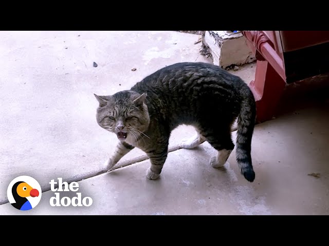 Hissing Cat Walks Right Into Woman's Living Room | The Dodo