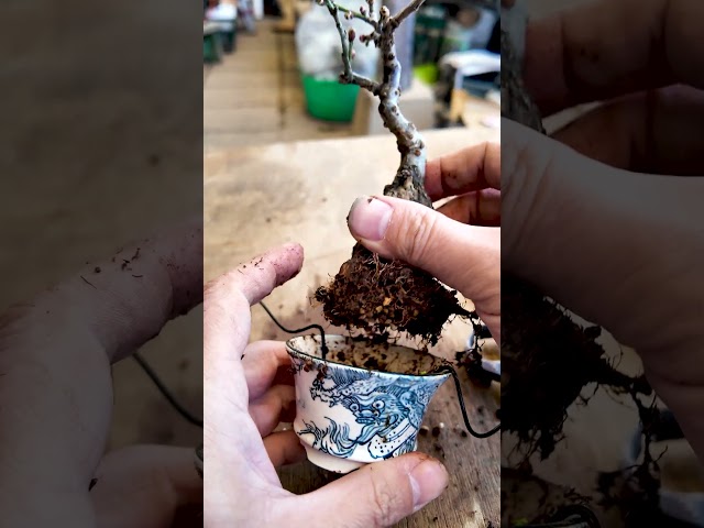 梅をQ鉢に植え替える Replant plums into Q pots【盆栽Q】