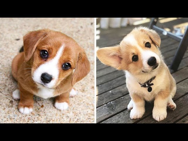 🤣Funny Dog Videos 2021🤣 🐶 It's time to LAUGH with Dog's life #6| Cute Buddy