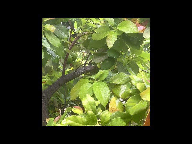 Tropical light rain sounds no thunder, on avocado tree for sleeping, sleep, study, meditate, relax.