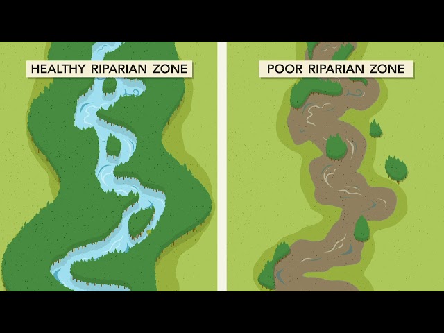 Welcome to the Riparian Zone