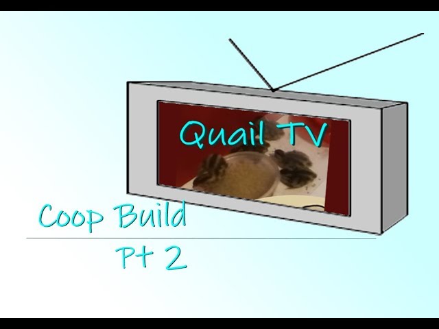 QuailTV - Cheap Pallet-Based Coop Building Pt 2