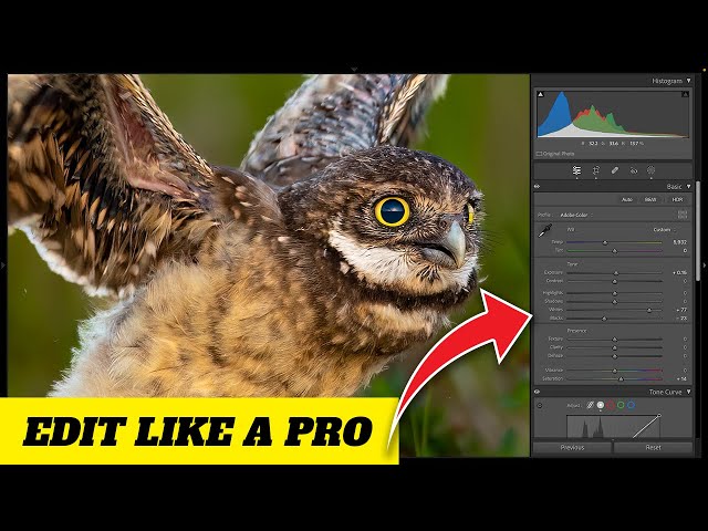 Lightroom Classic 2024: A Beginner's Guide to Image Editing