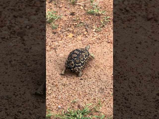 Fast & Fearless! Leopard Tortoise Speeds Across the Safari Road!