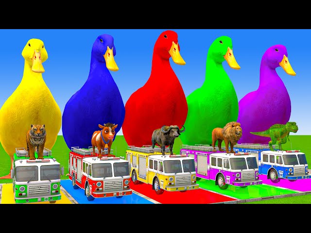 5 Giant Duck Cartoon,Cow,Elephant,Tiger,Lion,Dinosaur,Paint Wild Animals Crossing Fountain Animation