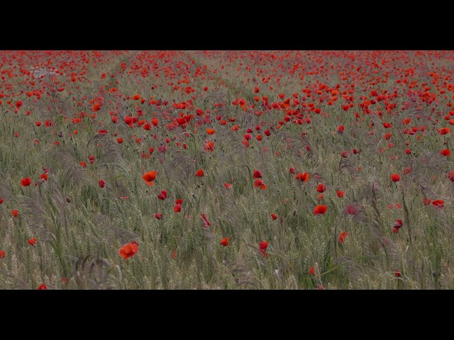 Poppies in an unripe grain field (Canon EOS R5 - 4K DCI HDR PQ - 100 fps)