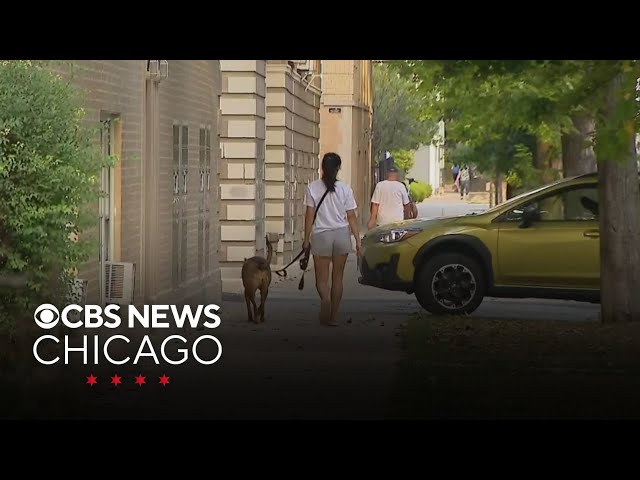 Northwest Side Chicago neighborhood caught in gang war