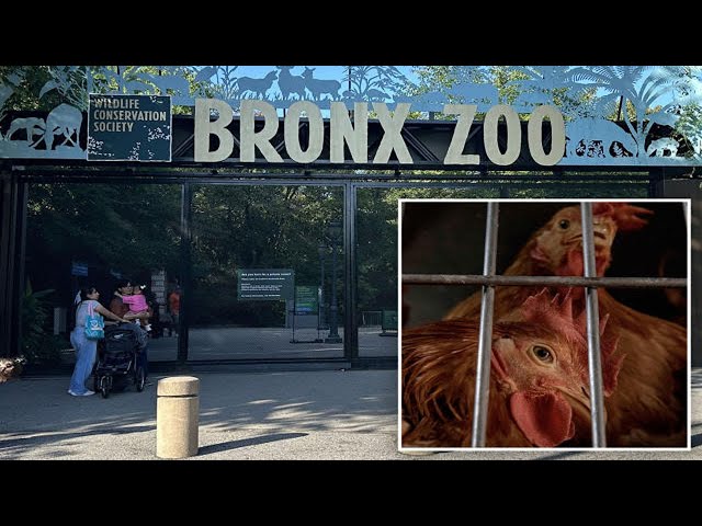 Bird flu hits NYC zoos: 3 Queens Zoo birds dead from virus, 12 at Bronx Zoo being tested