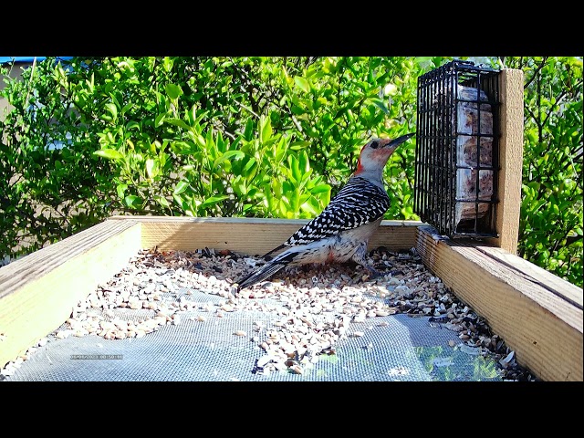 Red-Bellied Woodpecker Up-Close