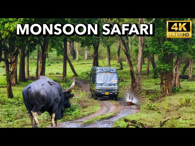 Mudumalai Tiger Reserve Safari | Mudumalai Safari During Monsoon | 4K UHD