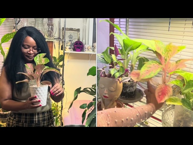 Watering House Plants Update