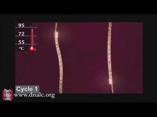 Polymerase Chain Reaction (PCR)