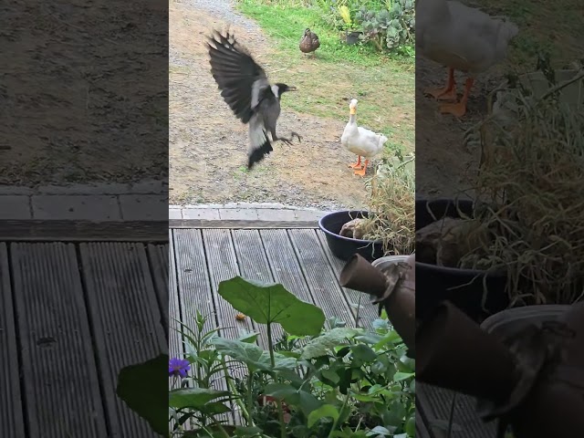 Nz Magpies Being Curious And Start Wondering Around