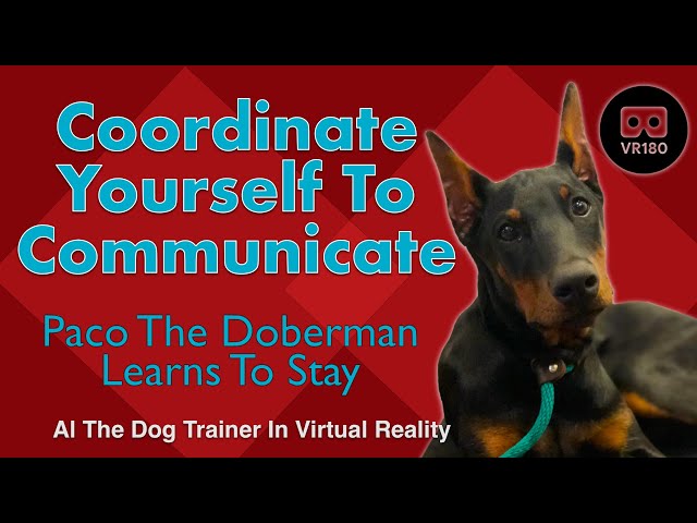 How to Coordinate Yourself to Communicate.  Paco the Doberman Learns to Stay in Virtual Reality!